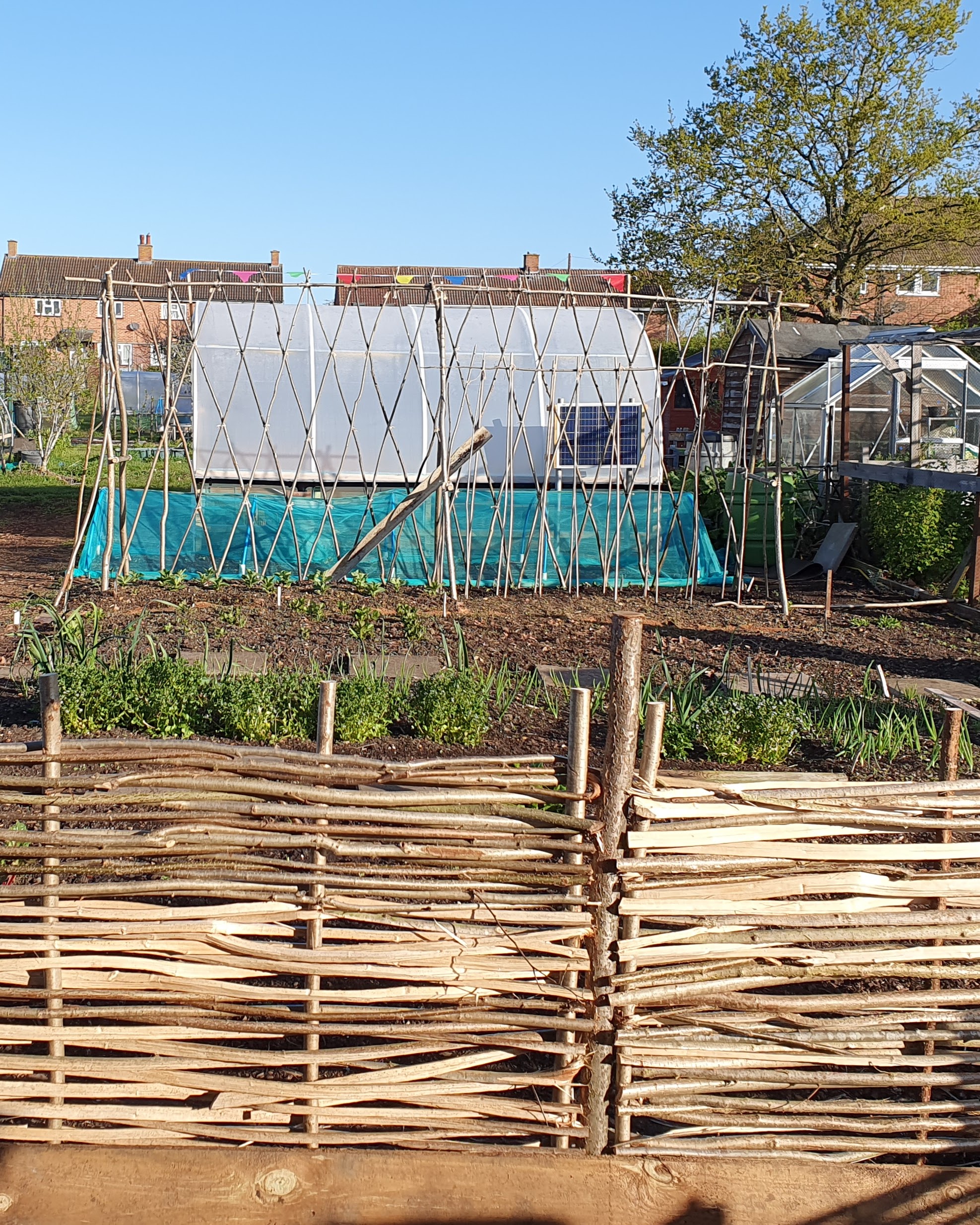 Allotment with polytunnel and bean poles in background and a hazel fence in foreground