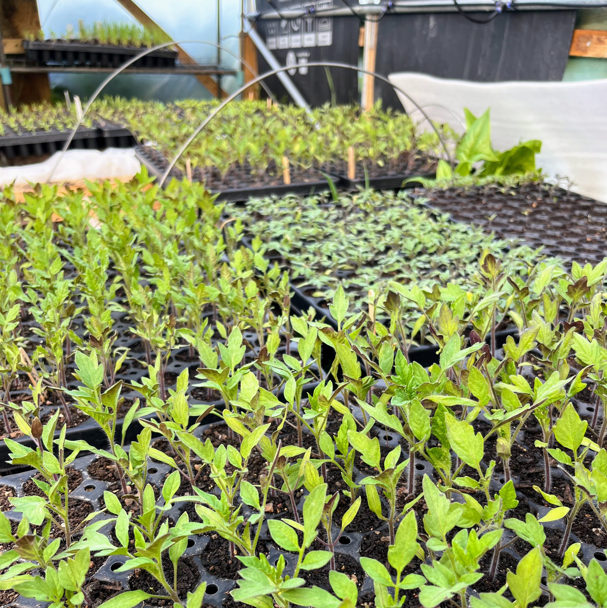 Seedlings in trays in a polytunnel