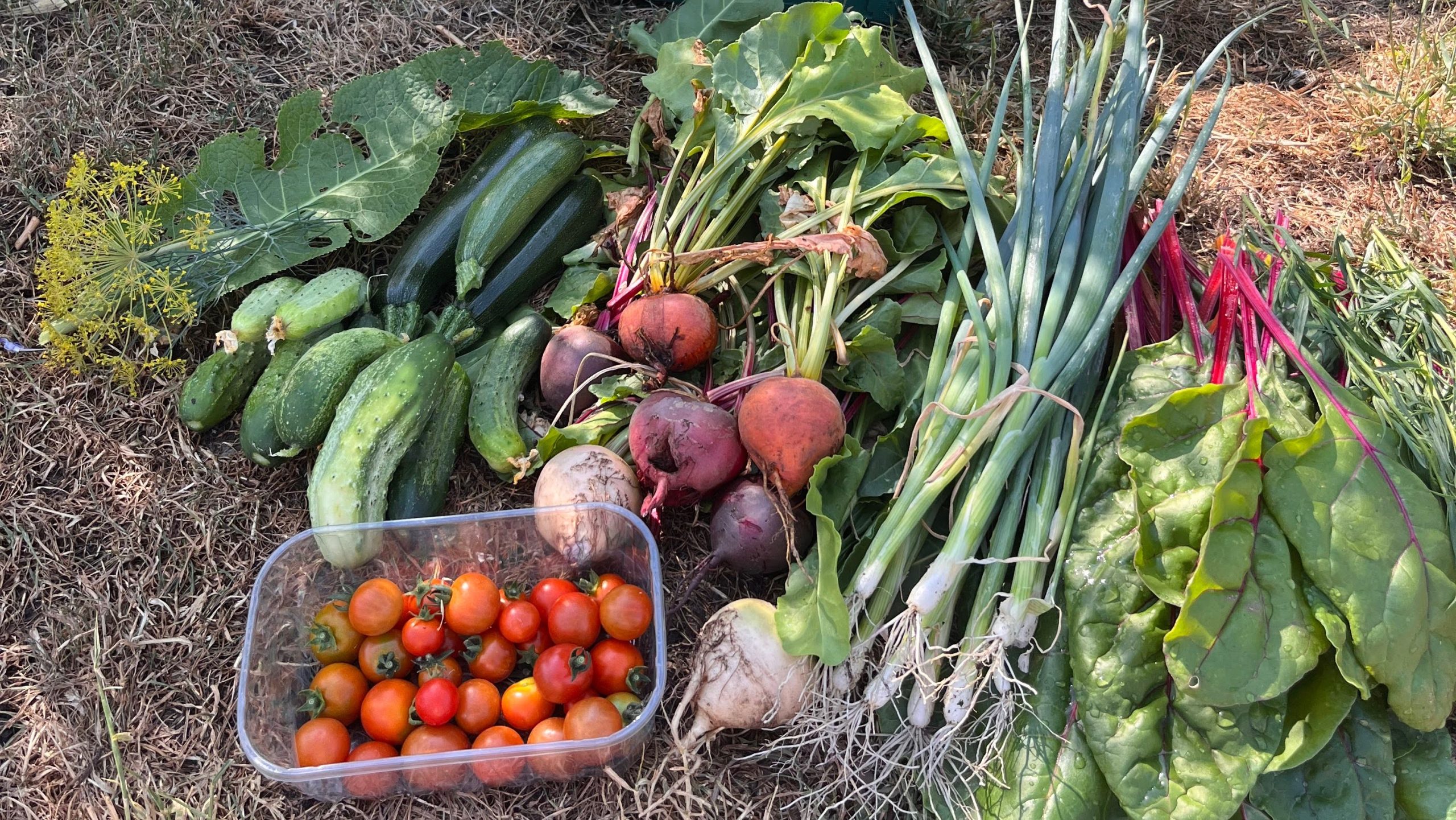 IMG_4404-EDIT Selection of fresh vegetables just picked