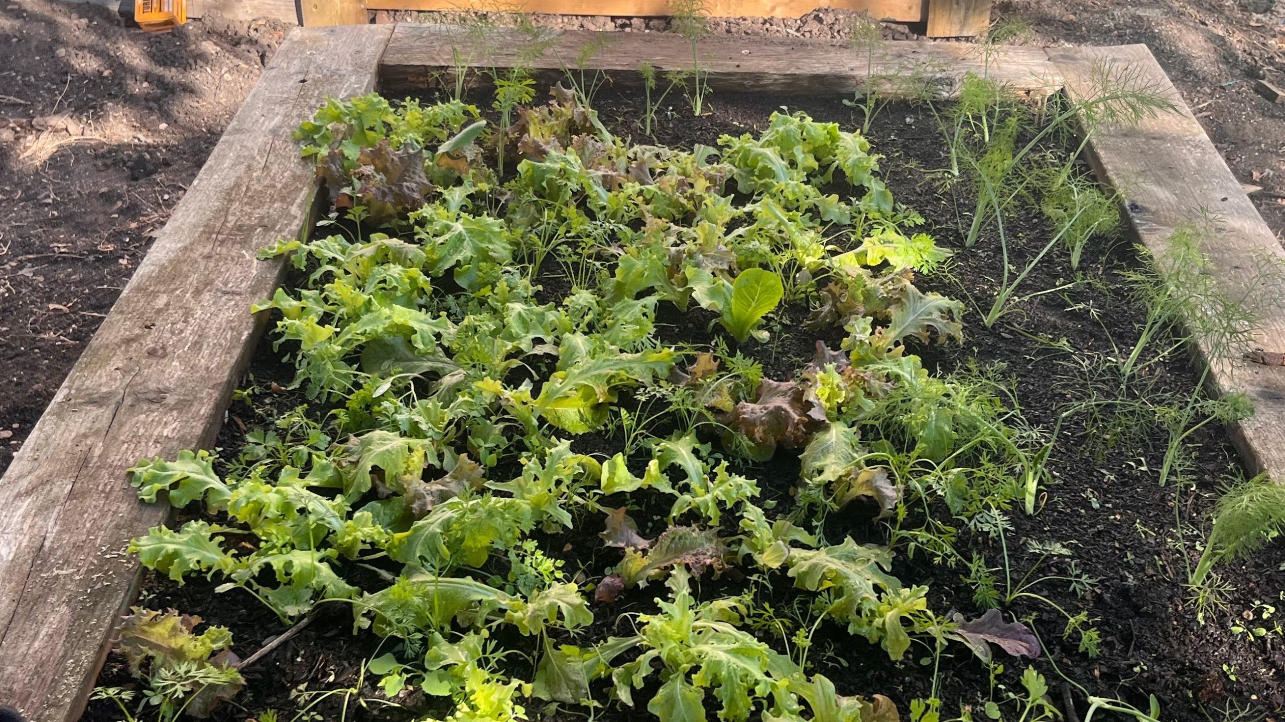 IMG_5079-EDIT Young lettuce in a raised planter