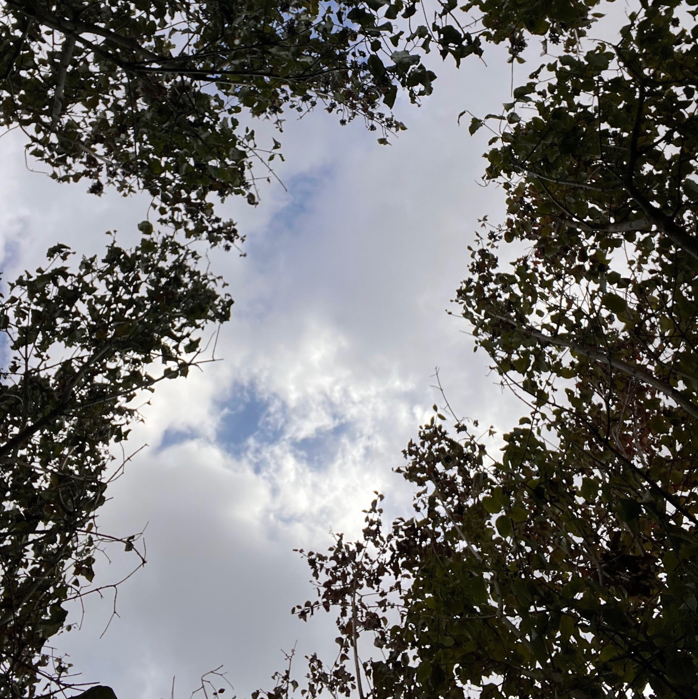 looking up through trees to a blue sky with white and grey couds